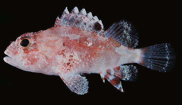 Image of McAdams scorpionfish