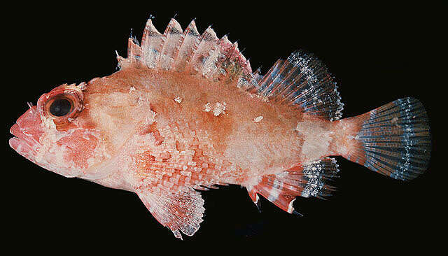 Image of McAdams scorpionfish