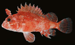 Image of McAdams scorpionfish