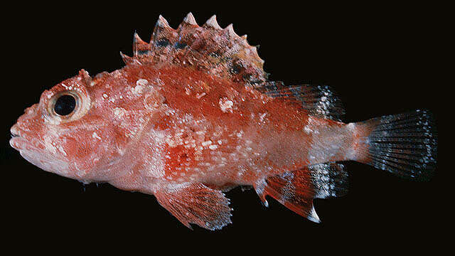 Image of McAdams scorpionfish