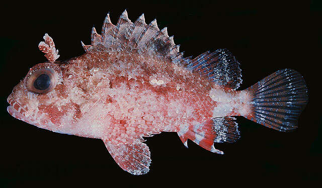 Image of McAdams scorpionfish