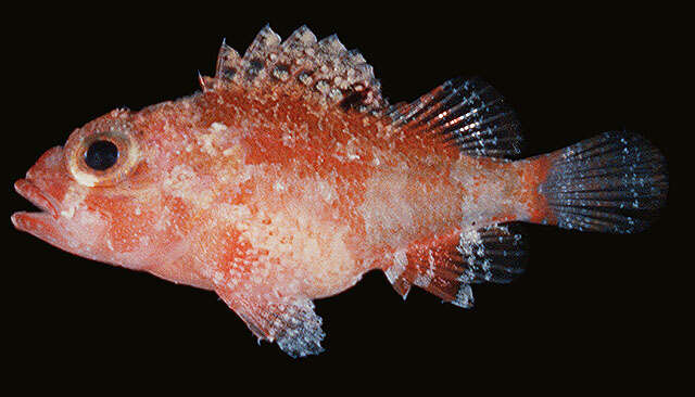 Image of McAdams scorpionfish