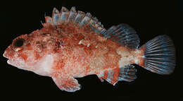 Image of McAdams scorpionfish