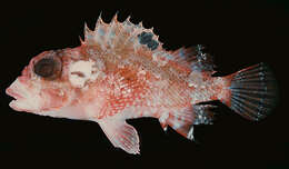 Image of McAdams scorpionfish