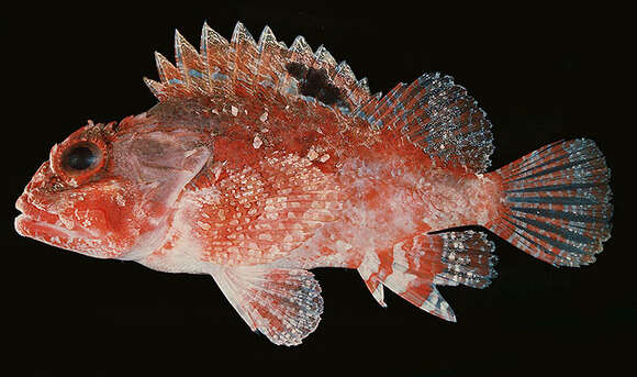 Image of McAdams scorpionfish