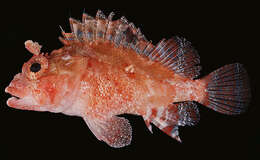 Image of McAdams scorpionfish