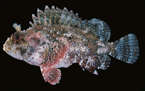 صورة Parascorpaena mossambica (Peters 1855)