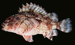 صورة Parascorpaena mossambica (Peters 1855)