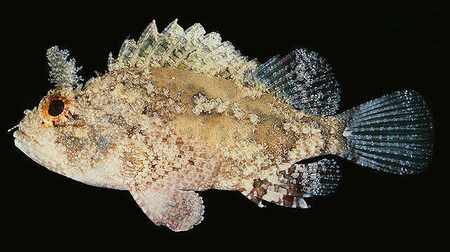 صورة Parascorpaena mossambica (Peters 1855)