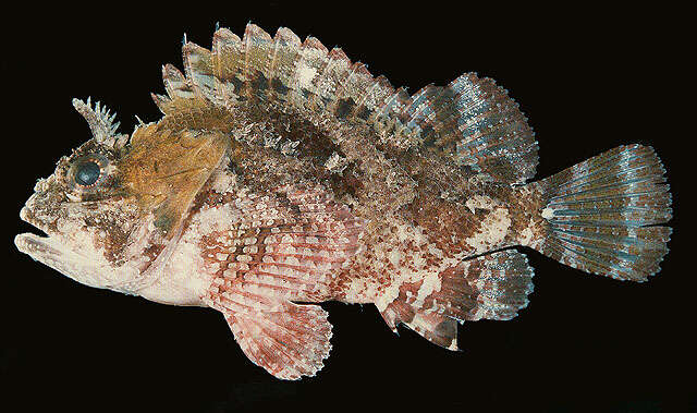 صورة Parascorpaena mossambica (Peters 1855)