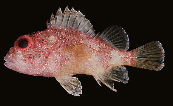 Image of Coral scorpionfish