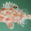 Image of Galactacma scorpionfish