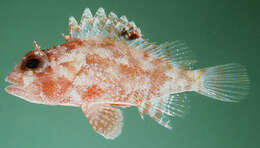 Image of Galactacma scorpionfish