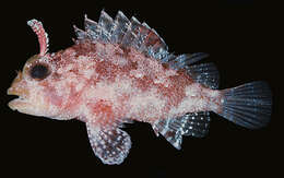 Image of Galactacma scorpionfish