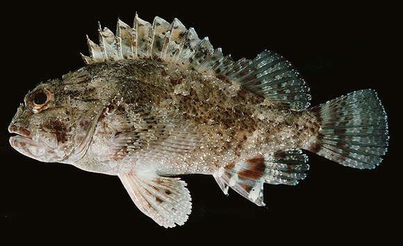 Image of Mauritius scorpionfish