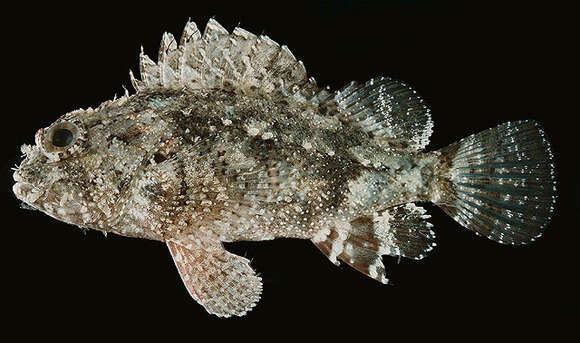 Image of Mauritius scorpionfish