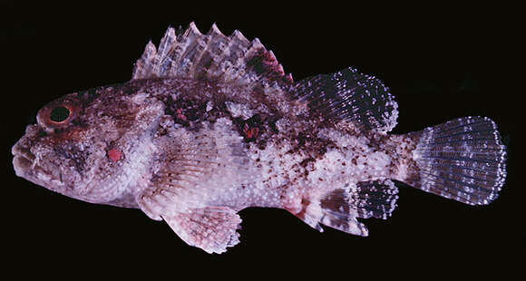 Image of Mauritius scorpionfish