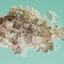 Image of Barchin scorpionfish