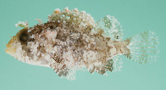 Image of Barchin scorpionfish