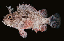 Image of Barchin scorpionfish