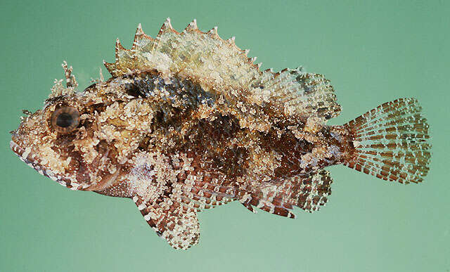 Image of Barchin scorpionfish