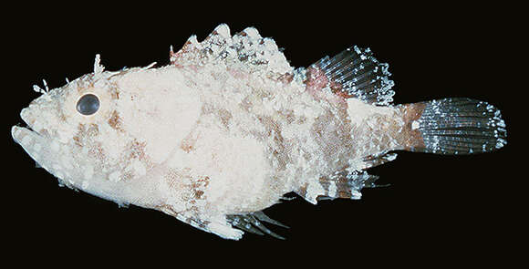 Image of Barchin scorpionfish