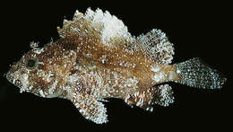 Image of Barchin scorpionfish