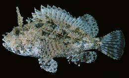 Image of Barchin scorpionfish