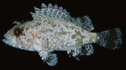 Image of Barchin scorpionfish