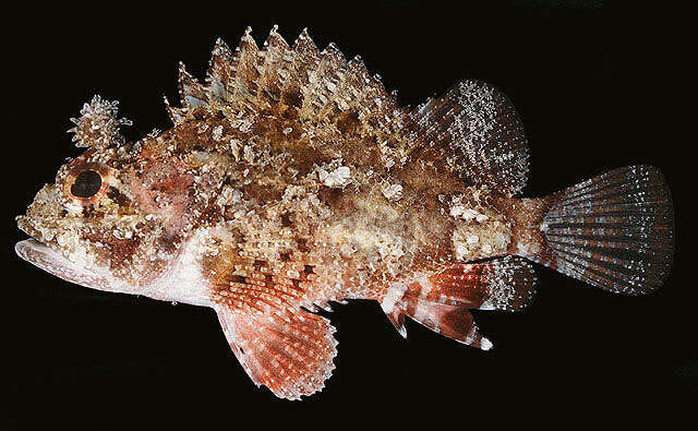 Image of Barchin scorpionfish