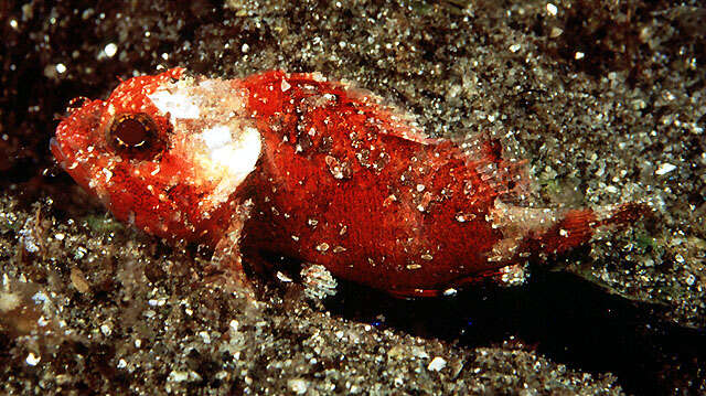 Image of Barchin scorpionfish