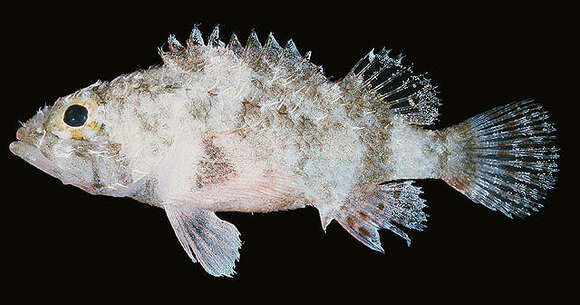 Image of Hairy scorpionfish