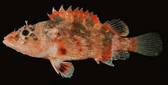 Image of Hairy scorpionfish