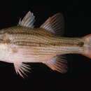Image of Pinstripe cardinalfish