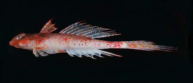 Image of Bluespotted dragonet