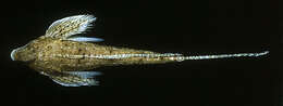 Image of Decorated dragonet