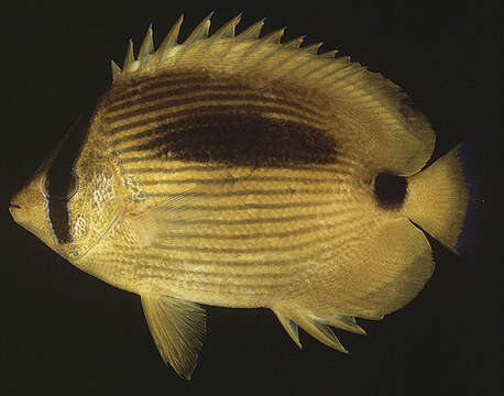 Image of Yellow Butterflyfish