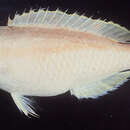 Image of Pearly tuskfish