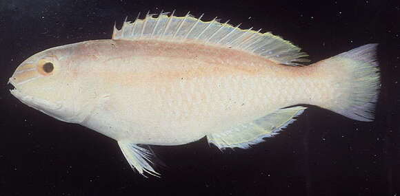 Image of Pearly tuskfish