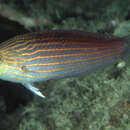 Image of Greenhead wrasse