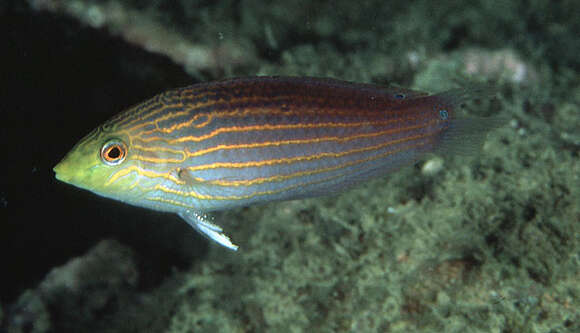 Image of Greenhead wrasse