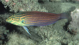 Image of Greenhead wrasse