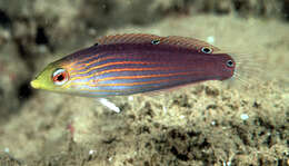 Image of Greenhead wrasse