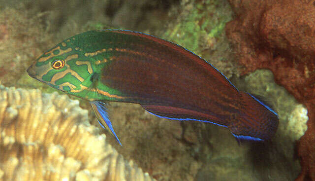 Image of Greenhead wrasse