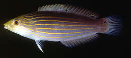 Image of Greenhead wrasse