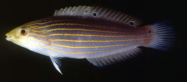 Image of Greenhead wrasse