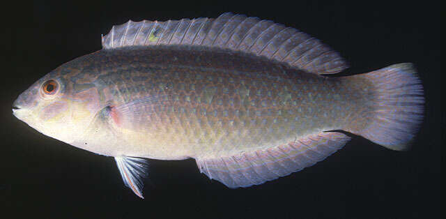 Image of Bubblefin Wrasse