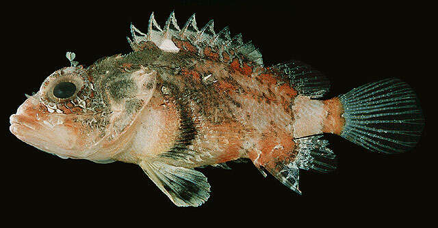 Image of Blotchfin scorpionfish