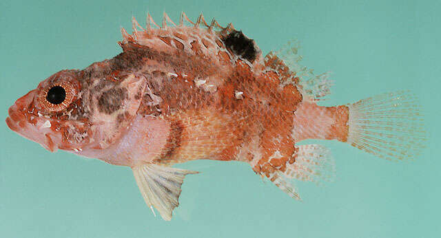 Image of Blotchfin scorpionfish