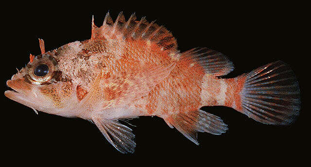 Image of Blotchfin scorpionfish